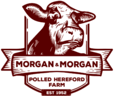 Morgan & Morgan Polled Herefords